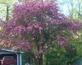 R3 purple tree 2 mid may.jpg
