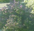 R3 lilac mid may.jpg