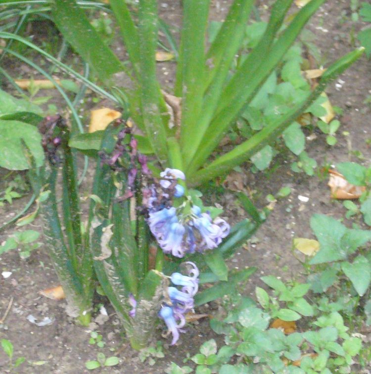R2 purple flower early spring blooms.jpg